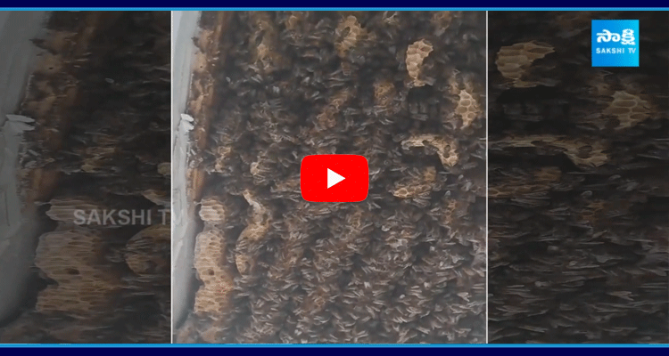 180000 Honey Bees Were Found Living In Bedroom Ceiling