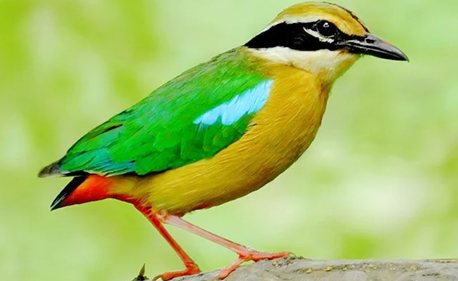 Top 10 Beautiful Birds In India - Sakshi