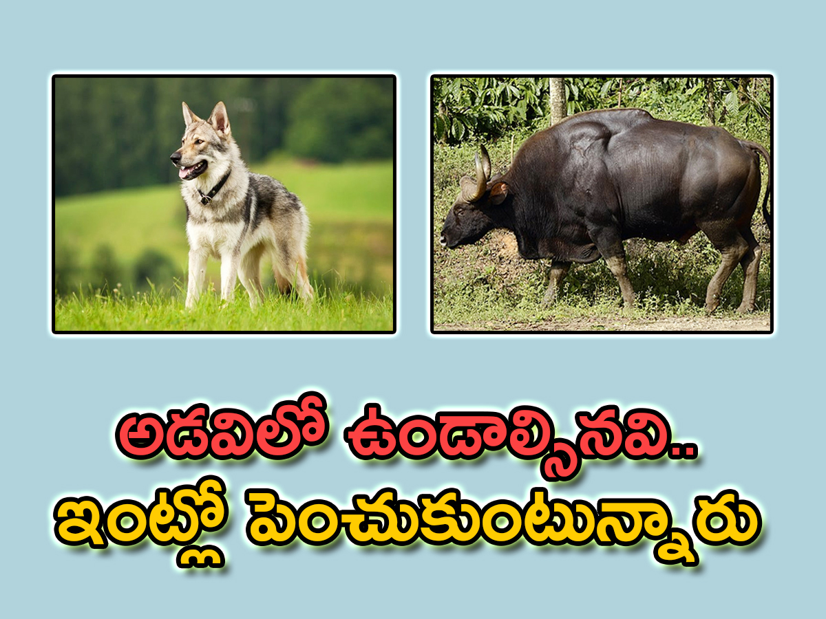 Most Dangerous And Interesting Wild Animals Kept As Pets In India - Sakshi