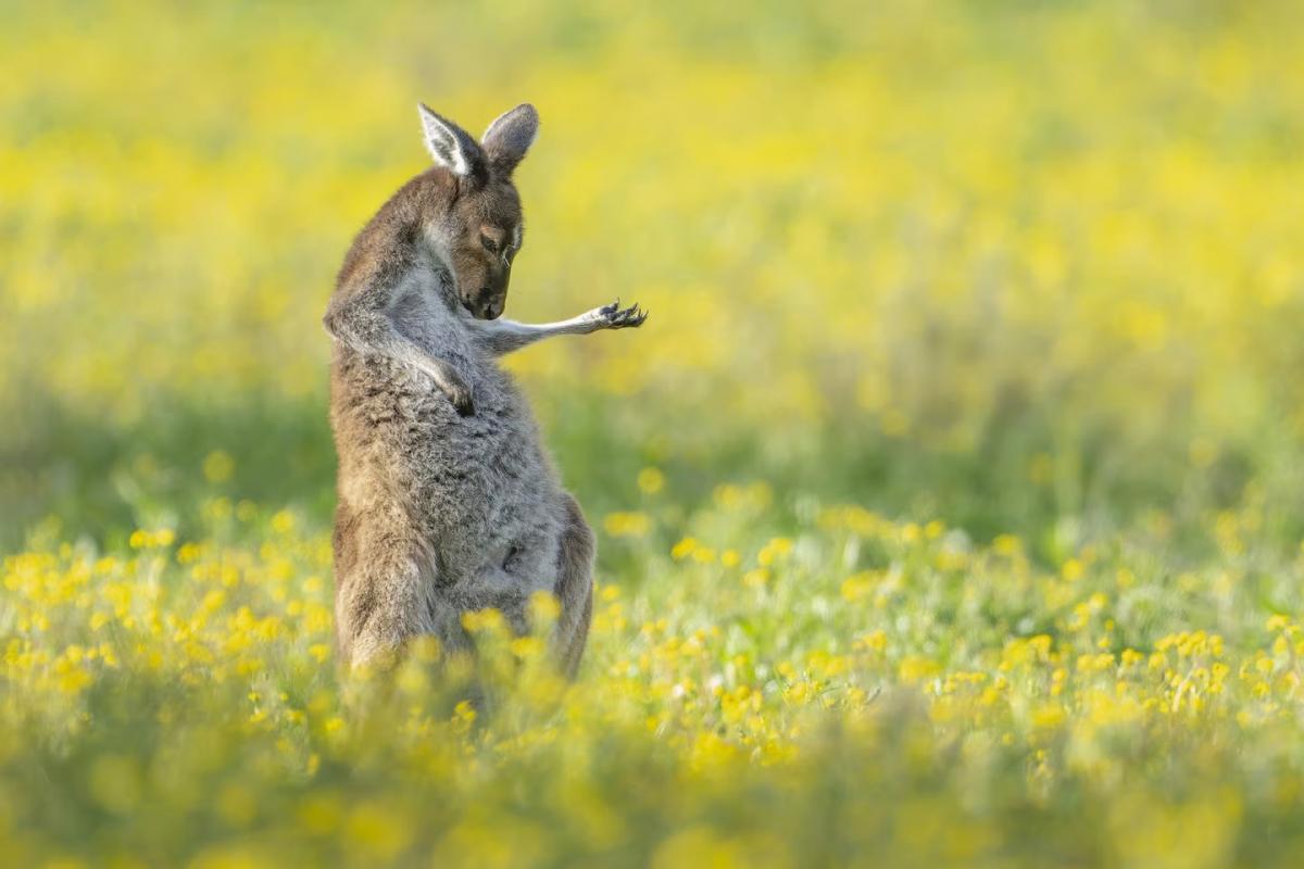 Look At These Beautiful Animal Pics - Sakshi