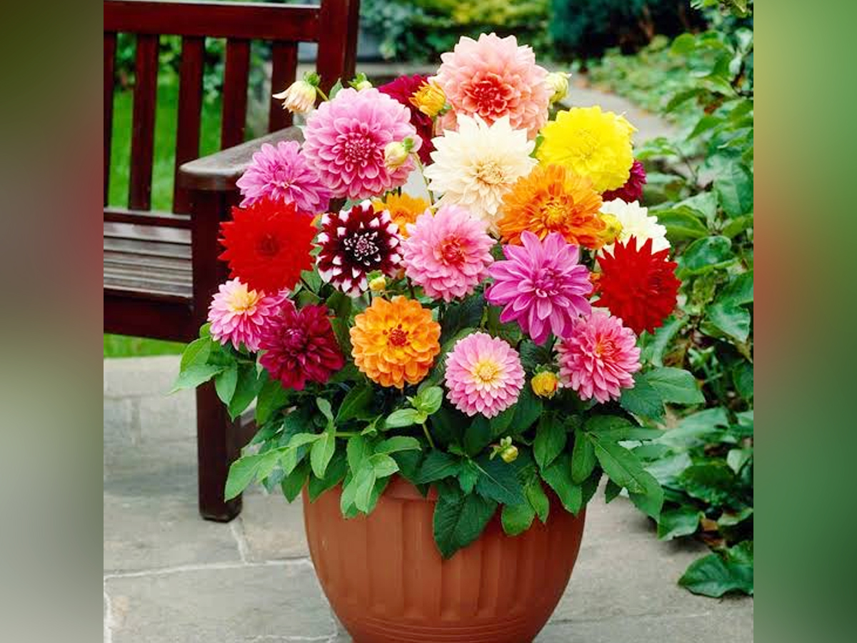 Beautiful Flowers Which Elivate And Refresh Your Mood