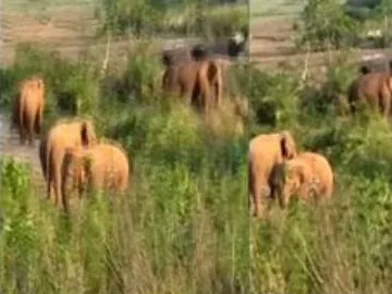 Elephants Destroy  Paddy Fields in Srikakulam