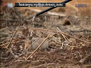Rats detect landmines - Sakshi