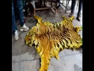 tiger skin Smuggling in Chhattisgarh - Sakshi