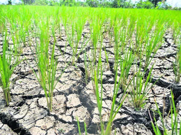 farmers are facing water problem in telangana for crops - Sakshi