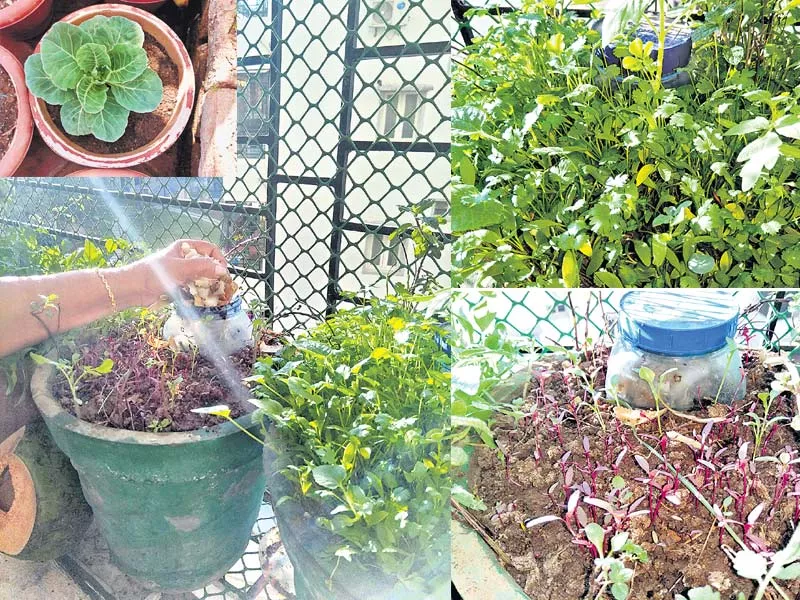 The compost in the kitchen with wet garbage! - Sakshi