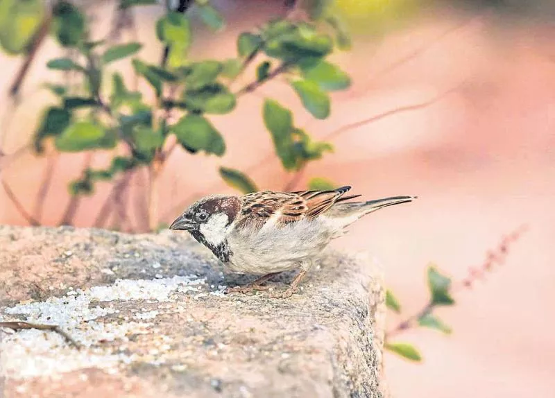 Today is Sparrow Day - Sakshi