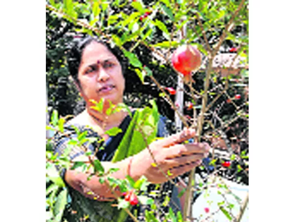 Home Terrace Farming - Sakshi