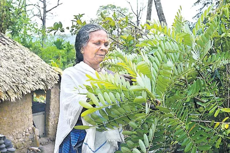 Pharmacy from nature doctor - Sakshi