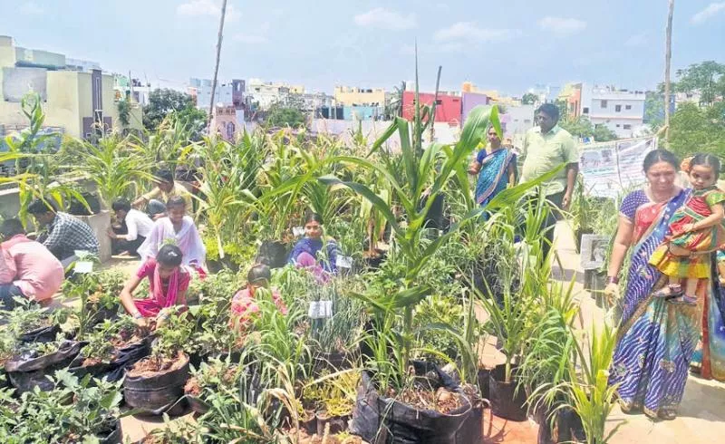 Horticulture farming with school house stories - Sakshi