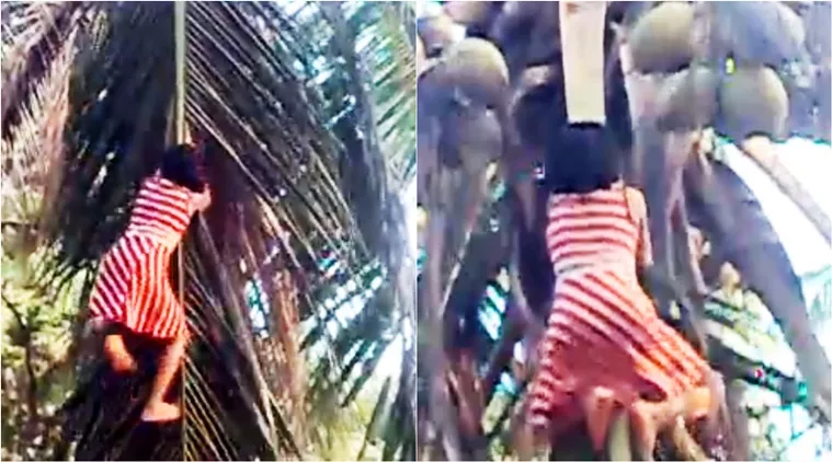 Girl Climbing Coconut Tree Without Any Harness - Sakshi