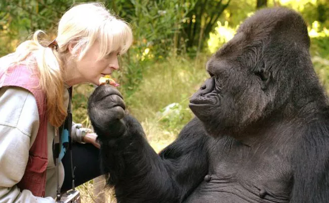 Koko The Gorilla Died At 46 In California - Sakshi