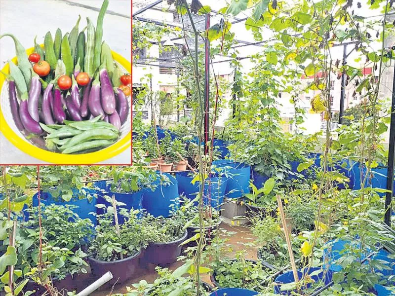 Own vegetables with home compost - Sakshi