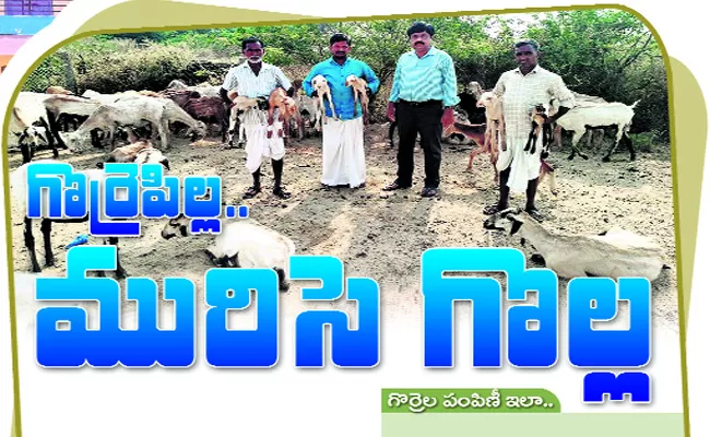 Sheep Distribution Scheme Nizamabad - Sakshi