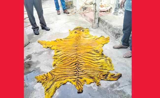 Tiger skin is in the hands of madamarri - Sakshi