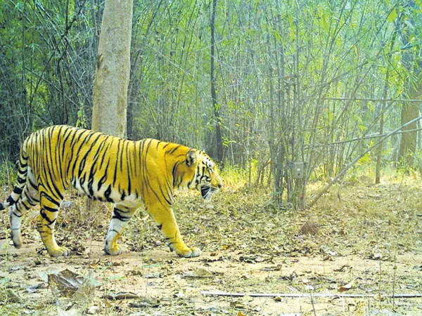 Tiger Skin Mystery is over - Sakshi