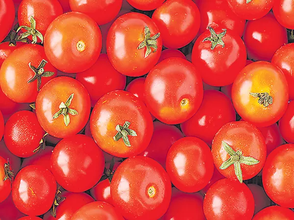 Tomato Price at Rs 30 in open market - Sakshi