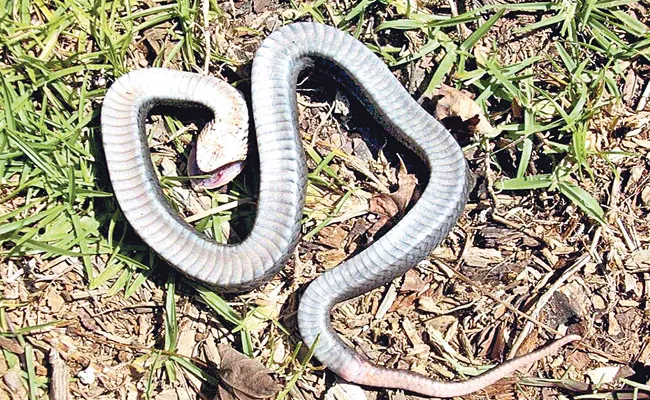 Hognose Snake Fakes Death In Most Overacted Way - Sakshi