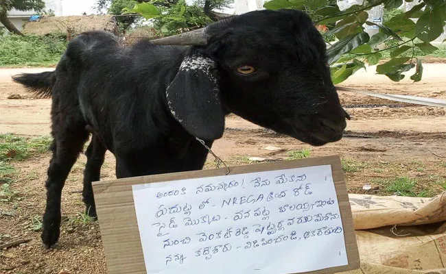 Goat Arrested By Panchayati Secretary In Wanaparthy - Sakshi
