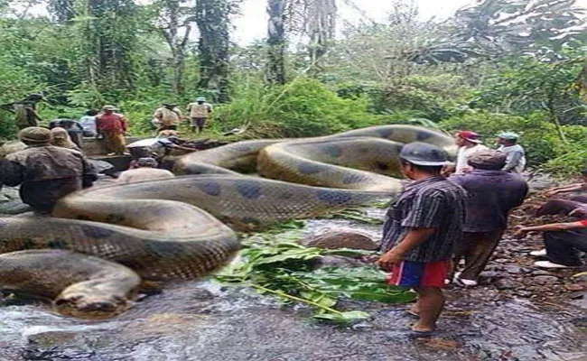 Truth Behind Largest Snake Killed In Amazon - Sakshi