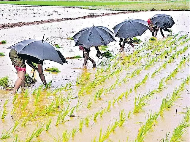 Insuring sustainable livelihoods in agriculture - Sakshi