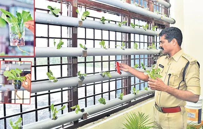 Hydroponic Farming in Sangareddy District Jail - Sakshi