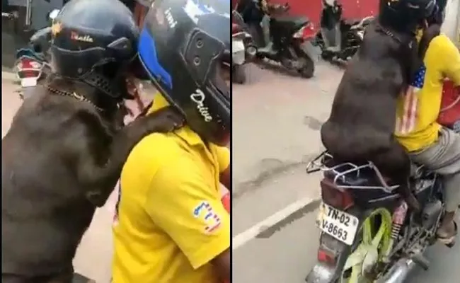 Viral Video: Dog Rides Pillion Wearing Helmet In Tamil Nadu - Sakshi