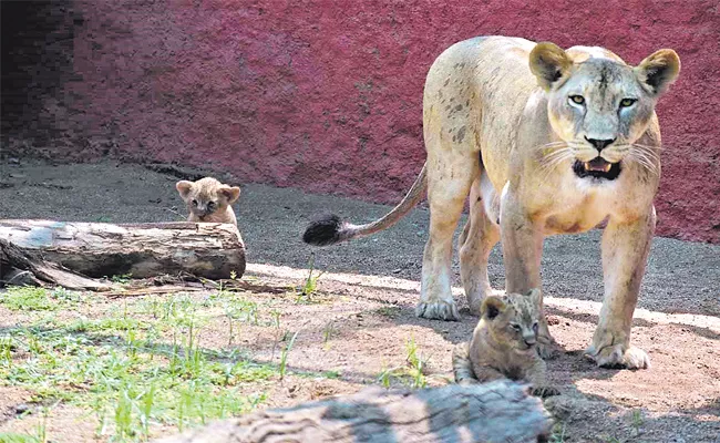 Lion and Fox Ostrich Babies Born in Nehru Zoological Park Hyderabad - Sakshi