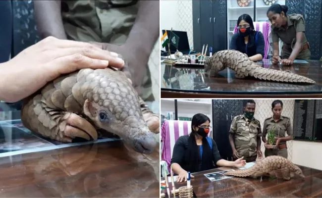 Pangolin rescued from quarantine center in Athagarh - Sakshi