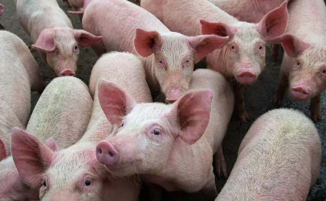 Over 15,600 Pigs Dead Due To African Swine Fever In Assam - Sakshi
