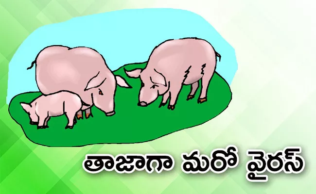 African Swine Flu Detected In Assam 2500 Pigs Killed - Sakshi
