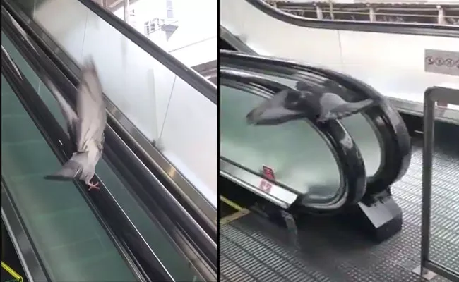 Pigeon Uses Escalator Handrail As A Treadmill Video Viral On Social Media - Sakshi