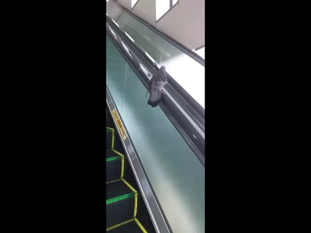 Pigeon Uses Escalator Handrail As A Treadmill Video Gone Viral In Social Media