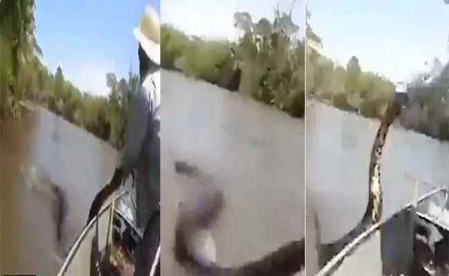 Man Trying To Pull Anaconda In Brazil Viral Video - Sakshi