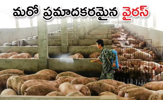 Highly Infectious Swine Flu Found in China - Sakshi