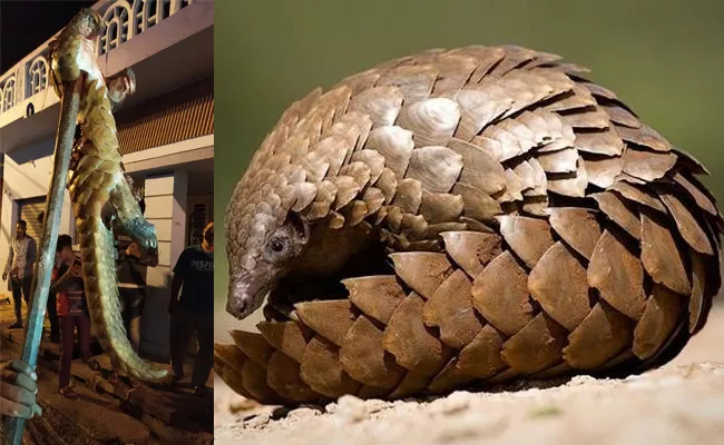 Brats Killed Pangolin And Post in Social Media Karnataka - Sakshi