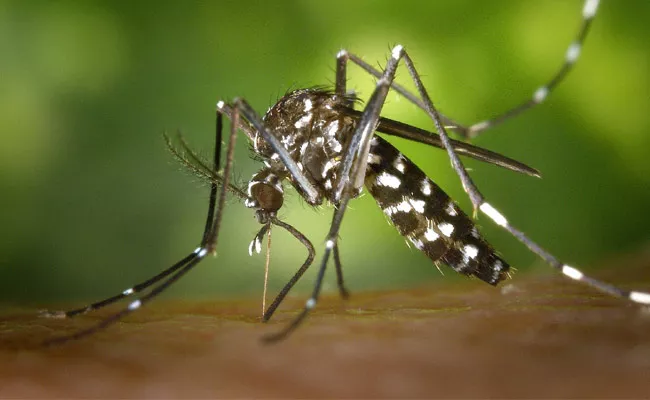 Telangana Health Department Issued Guidelines To Control Dengue - Sakshi