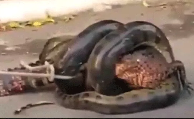 Anaconda Tries To Swallow Alligator In Brazil - Sakshi