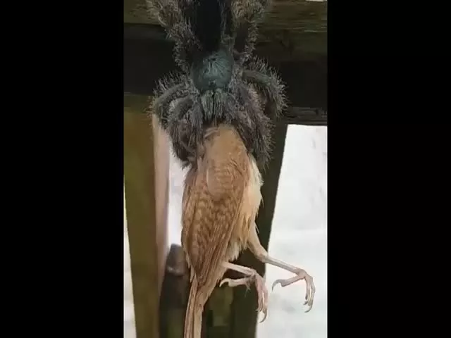Huge Spider Eating A Bird Is Straight Up Video Gone Viral