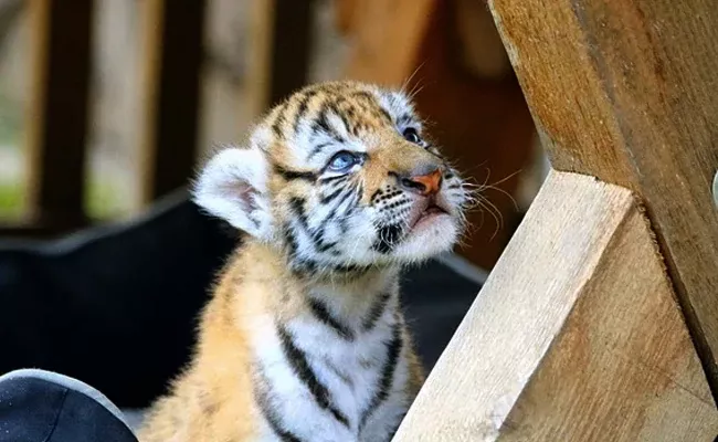 Couple Trying To Buy Cat End Up With A Tiger Cub Instead - Sakshi