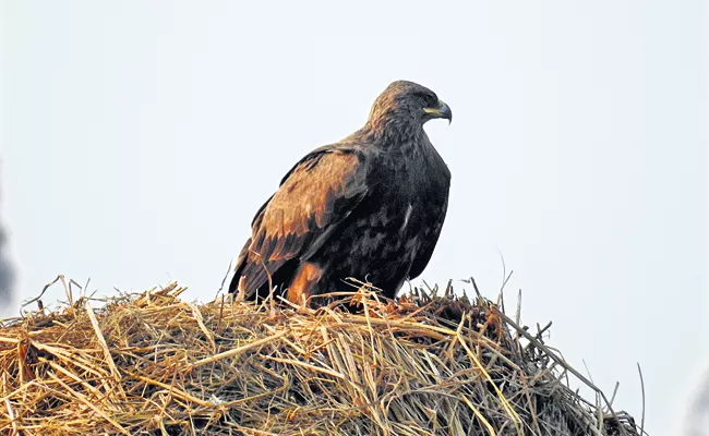 Rare wild Animals In the vicinity of Bejawada - Sakshi