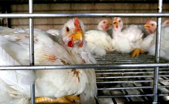 Bird Flu NDMC Banned Sales Of Chicken Delhi - Sakshi