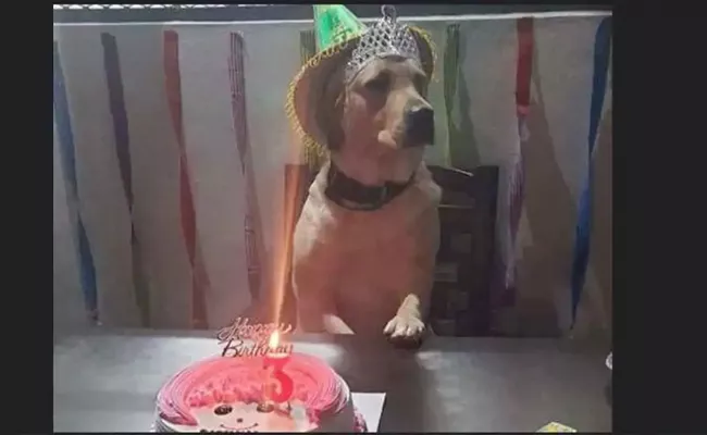 Mazaffar Police Celebrates Dogs Birthday - Sakshi