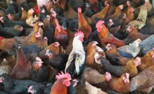 Bird Flu Tension In Karimnagar District Over 1000 Chickens Deceased - Sakshi