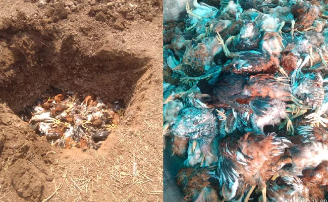 Ranikhet Outbreak In Peddapalli, 4000 Hens Die At Poultry Farm - Sakshi