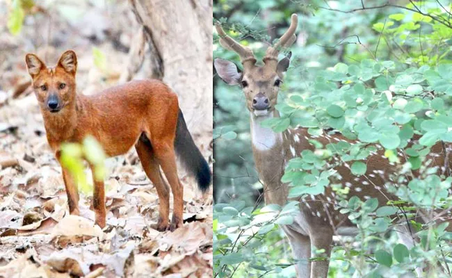 The Wild Dog Is Waiting To Hunt The Deer In Jannaram Forest - Sakshi