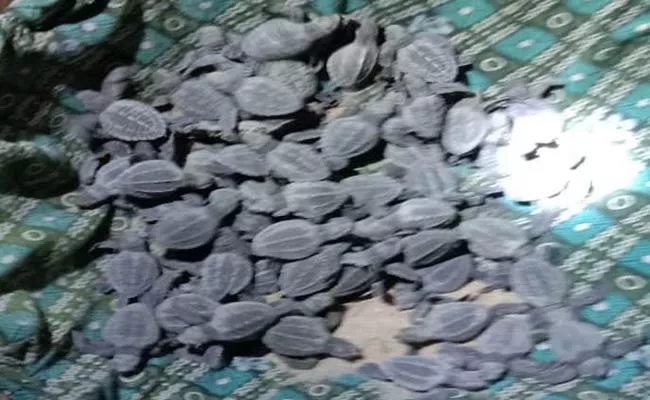 Turtle Babies In Care Of Tree Foundation - Sakshi