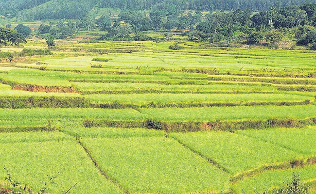 Araku Yellow Flowers, Valise Flowers Cultivation in Visakha Agency - Sakshi