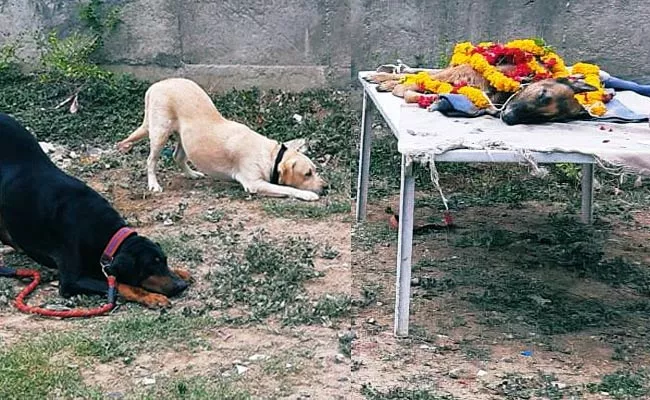 Gujarat Sniffer Dog Meena Condolence Photo Viral - Sakshi