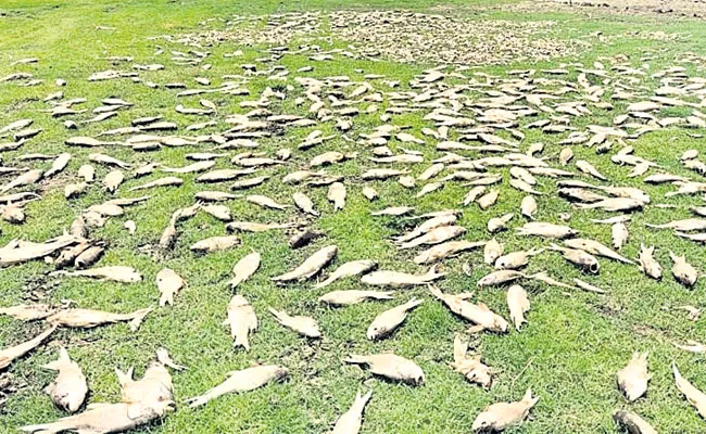 Vikarabad: Lakhs of Dead Fish in Akkalamma Cheruvu, Poison Suspected - Sakshi